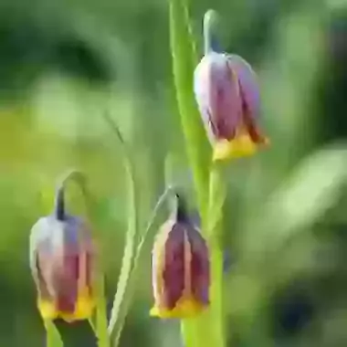Uva-Vulpis